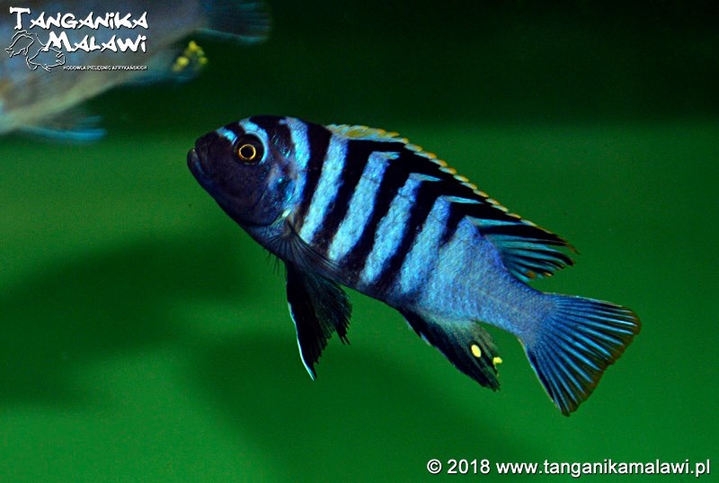 Cynotilapia zebroides 'Chewere'